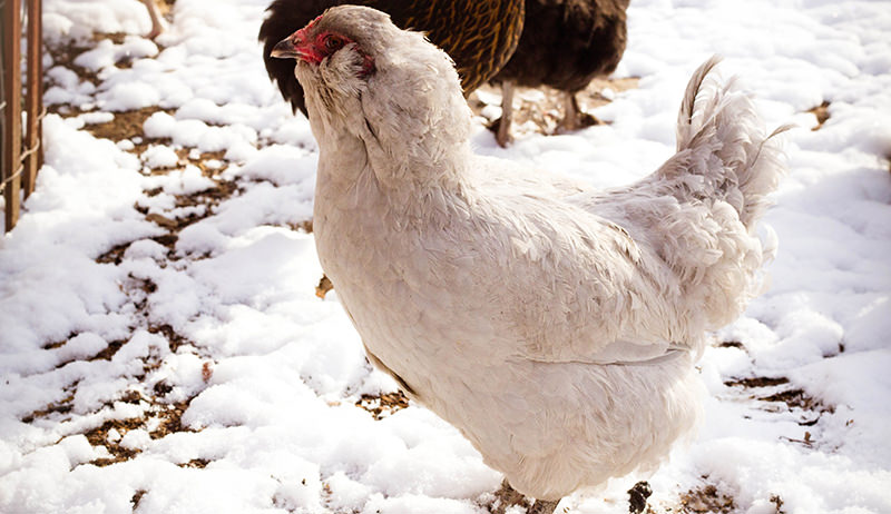 Ameraucana chicken breed