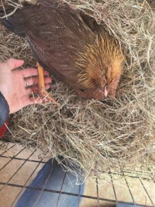 chicken suffering from frostbite even when keeper knew how to prevent chickens from frostbite