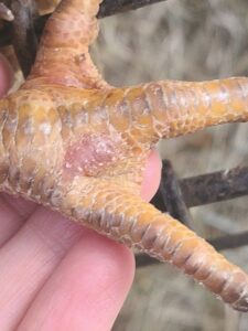 chicken foot with blisters from frostbite