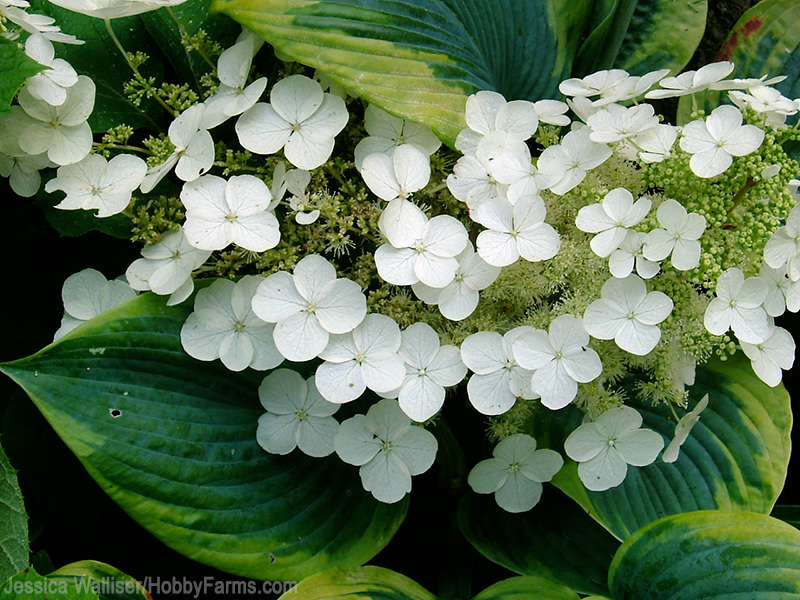 3 Hydrangeas You’ll Love In Your Garden - Photo by Jessica Walliser (HobbyFarms.com)
