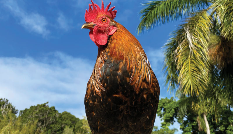 chicken chickens Hawaii