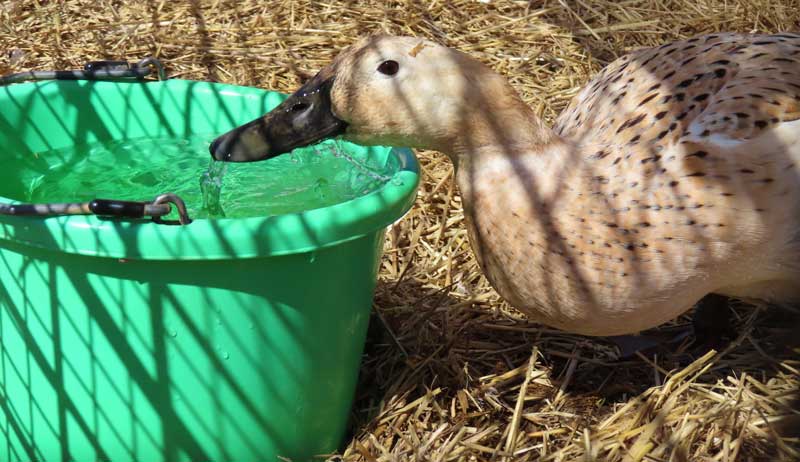 duck ducks water source sources