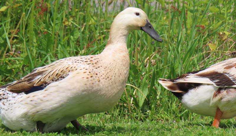 Welsh Harlequin ducks