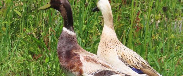 Breed Profile: Get To Know The Welsh Harlequin Duck
