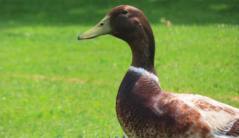 Welsh Harlequin ducks