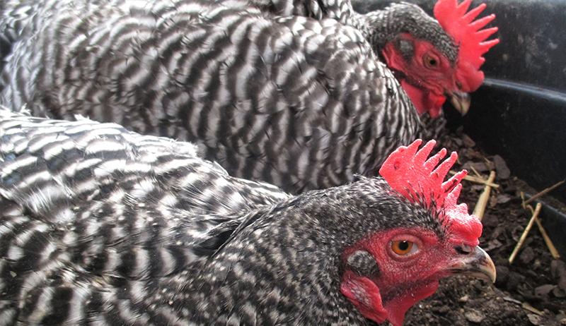 Hens enjoying a dust bath by dust bathing