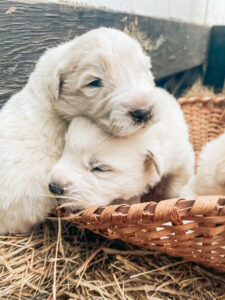 snuggling farm puppies