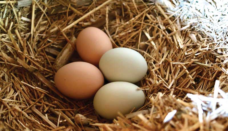 chicken chickens chicks tips for getting started