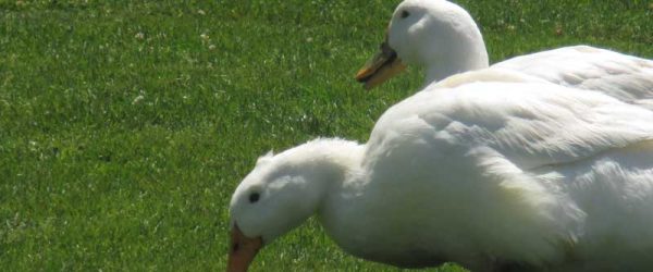 Protect Your Ducks From Poisoning By Metal Toxins