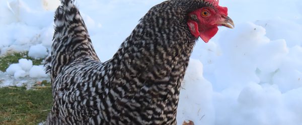 Healthy Hens Love This Winter Tea Supplement