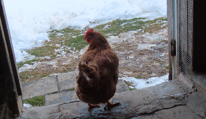 A hen looks out at the cold snowy winter