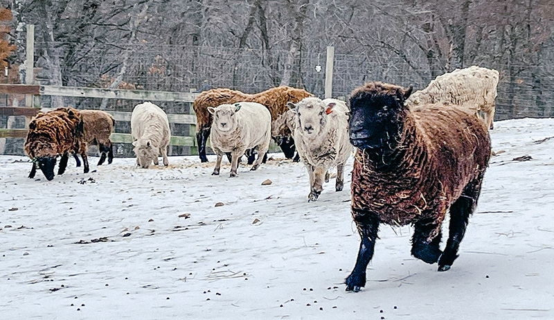 sheep in winter