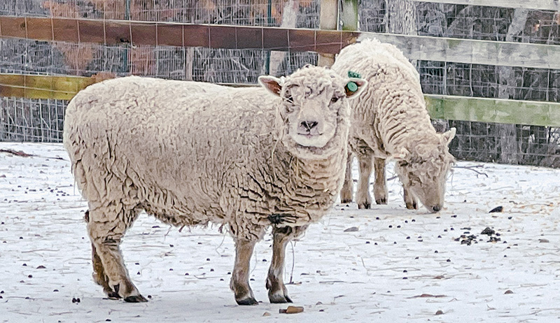 sheep in winter