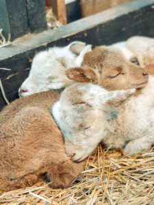 farm animal picture with baby goats sleeping