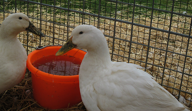 ducks enclosure in winter