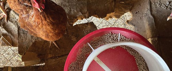 What To Do (& Not Do) When Building A Chicken Tractor