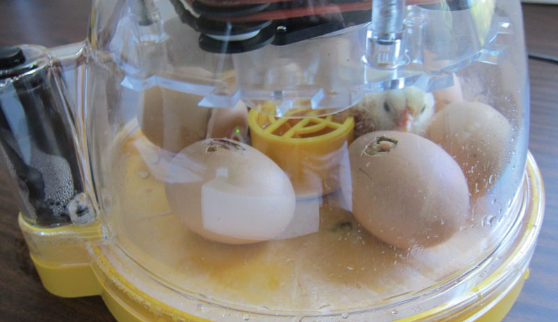 egg eggs incubate incubator chicks