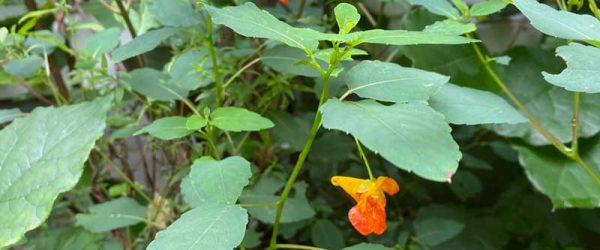 Jewelweed Is A Lovely Find With A Soothing Cleanse