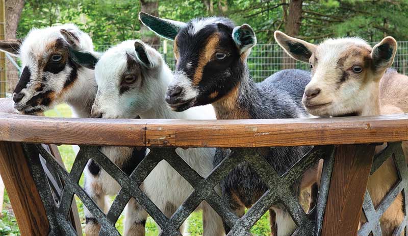 goat kids