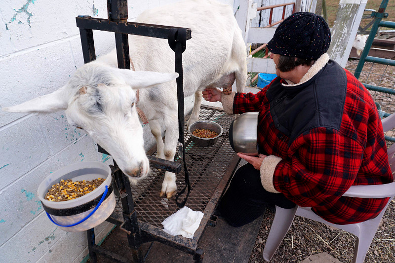 goat milking