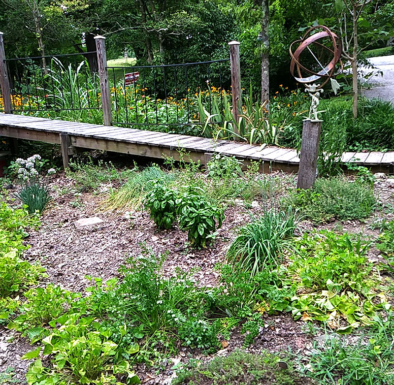 kitchen herbs herb garden gardening