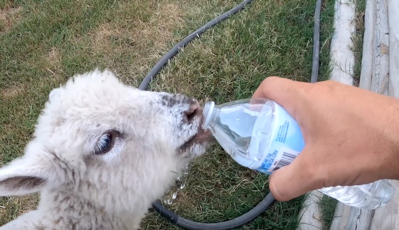 animals livestock heat