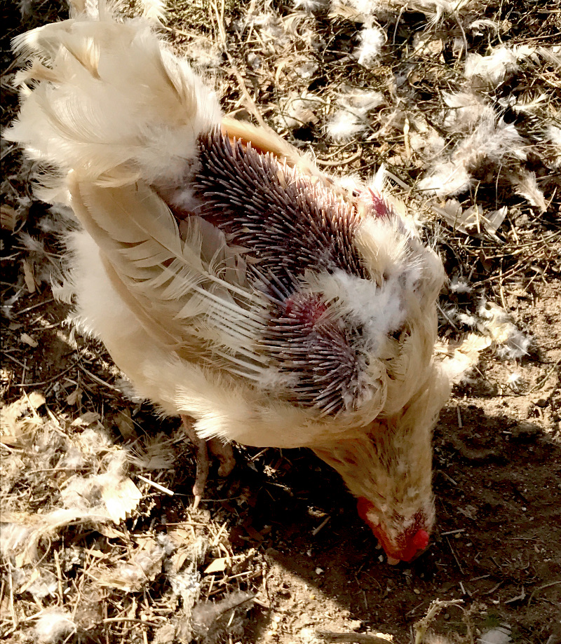 Lemon Cake chicken molting