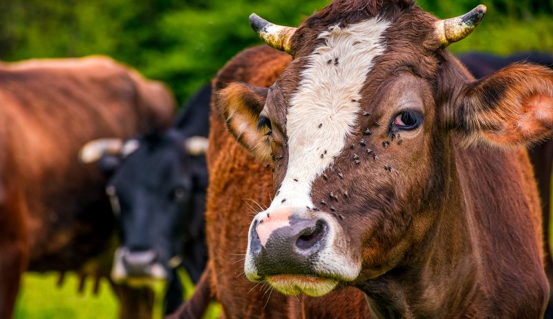 flies livestock pest fly control