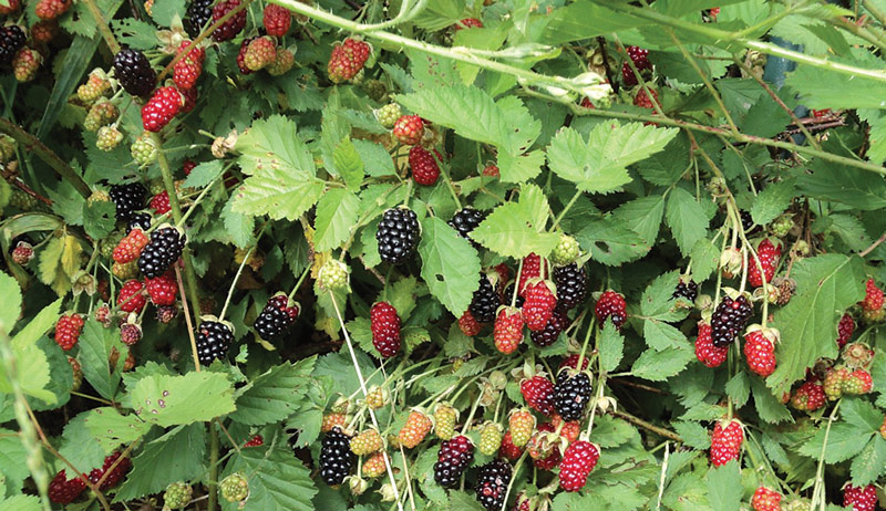 garden perennials perennial plants