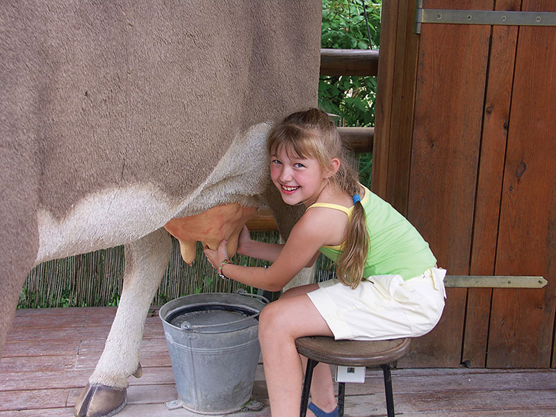 livestock milking cow