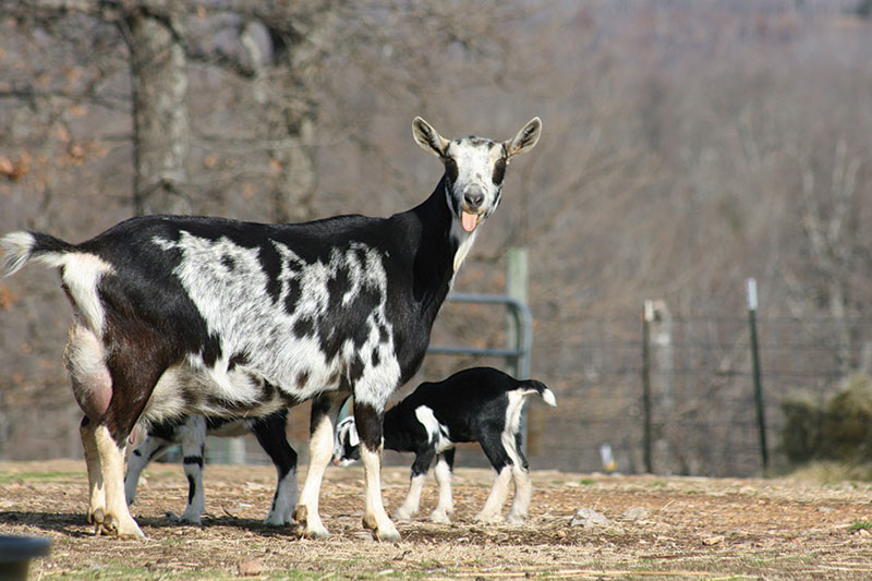 livestock milking goats