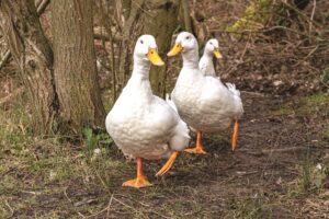 three-pekin-ducks-walking-on-a-wooded-path
