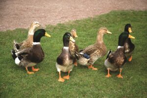 rouen-domestic-ducks-walking-in-yard