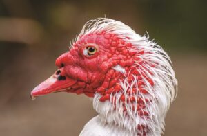 muscovy-duck-close-up-headshot