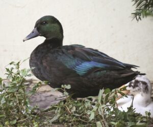 east-indie-domestic-duck-breed