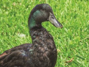 cayuga-duck-close-up