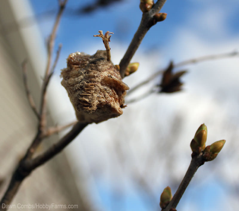 Spread mantid egg cases around your farm to encourage their beneficial actions. Photo by Dawn Combs (HobbyFarms.com)
