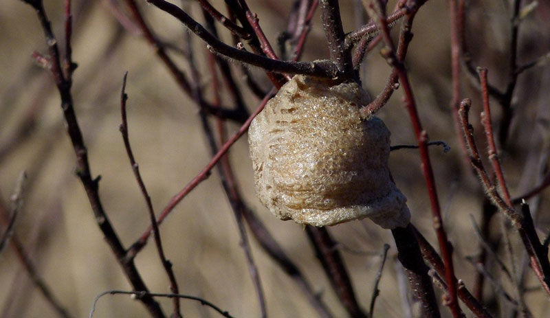 beneficial insects garden bugs