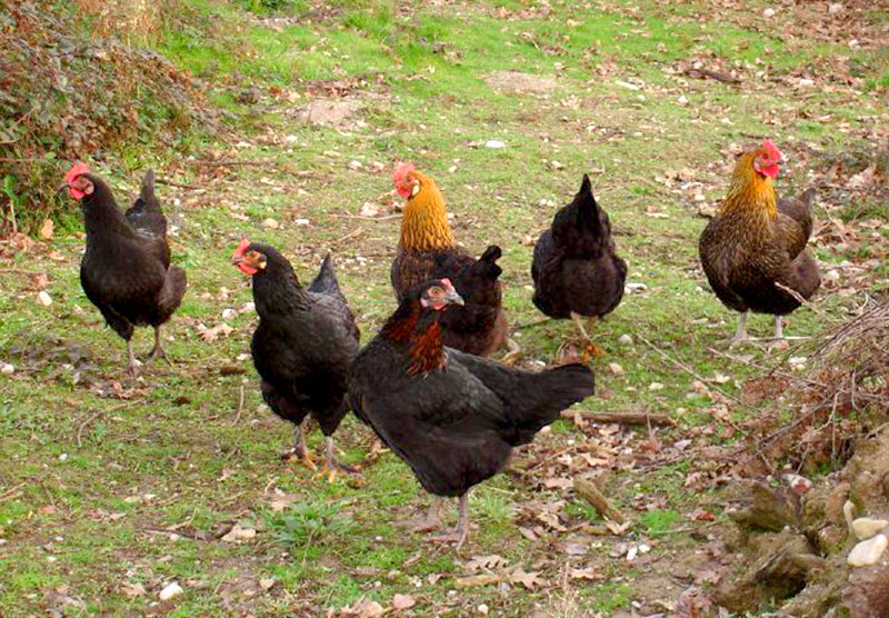 marans chickens chicken breeds