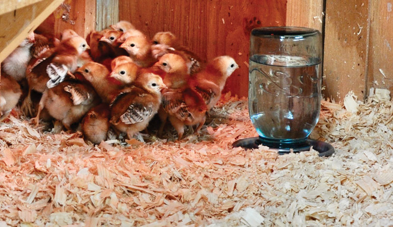 chickens chicken feeder feeders waterer waterers poultry