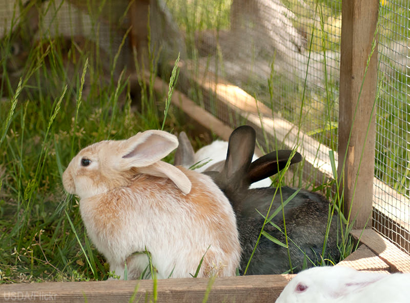 Are Meat Rabbits Right For My Farm? Are Meat Rabbits Right For My Farm?