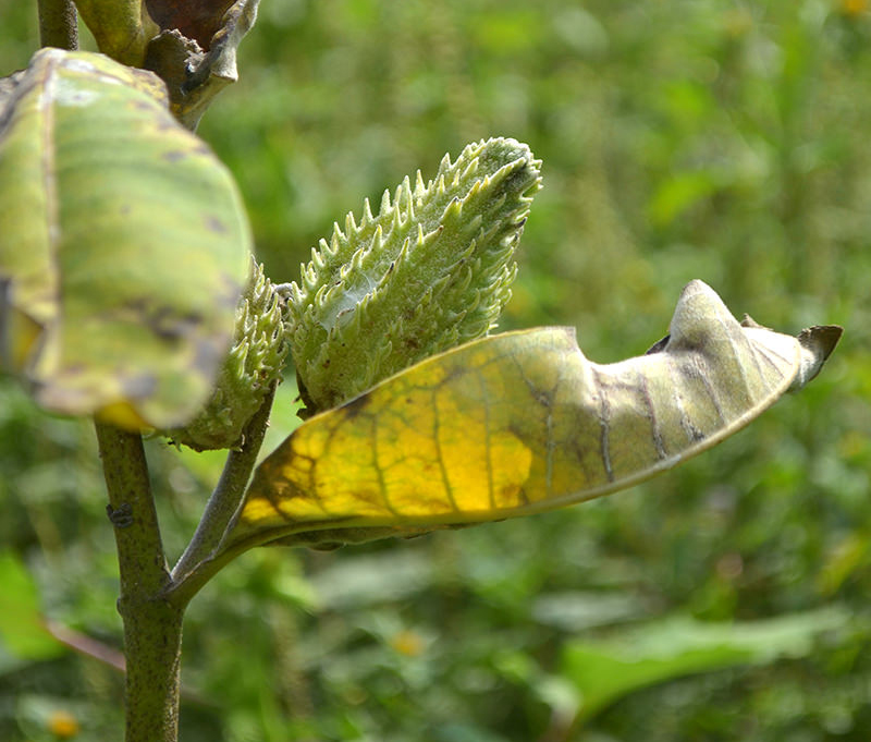 monarch butterfly monarchs milkweed pod