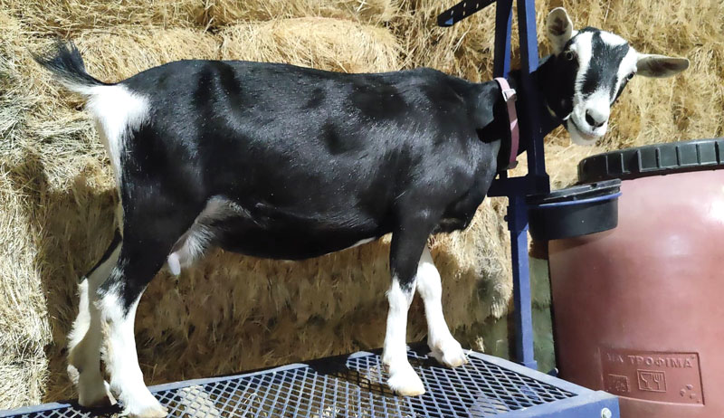 miniature dairy goats mini-milkers