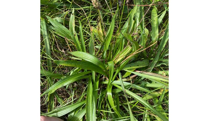 a narrowleaf plantain