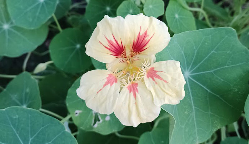 save flower seeds nasturtium