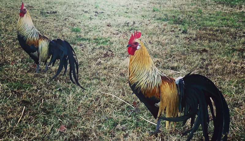 Onagadori chicken chickens