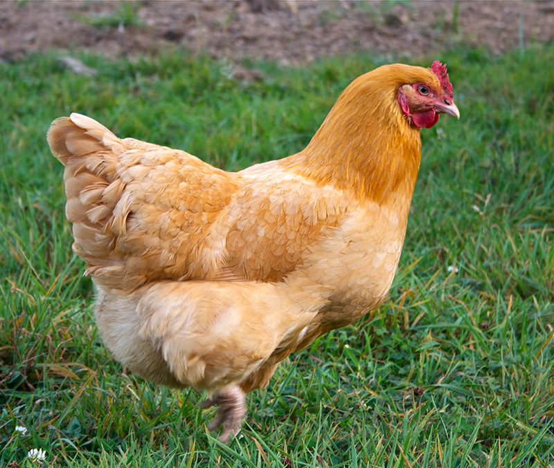 orpington chickens can be raised on small farms