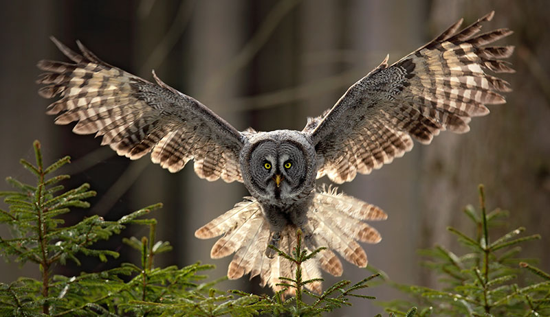 owl flying with wings spread fully allowing good bird feather identification