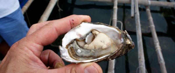 Farming Oysters: Everything You Need To Know