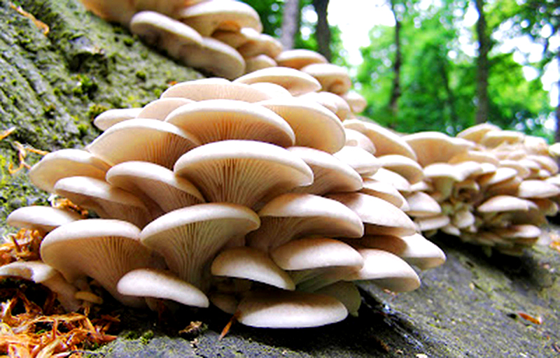 oyster mushrooms profitable